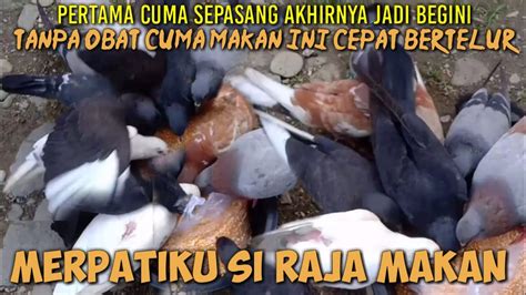 Umur piyik merpati bisa makan sendiri  Namun tentunya untuk